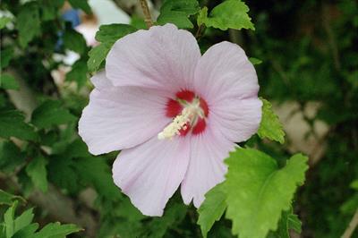 Hibiscus Syriacus - ختمی درختی